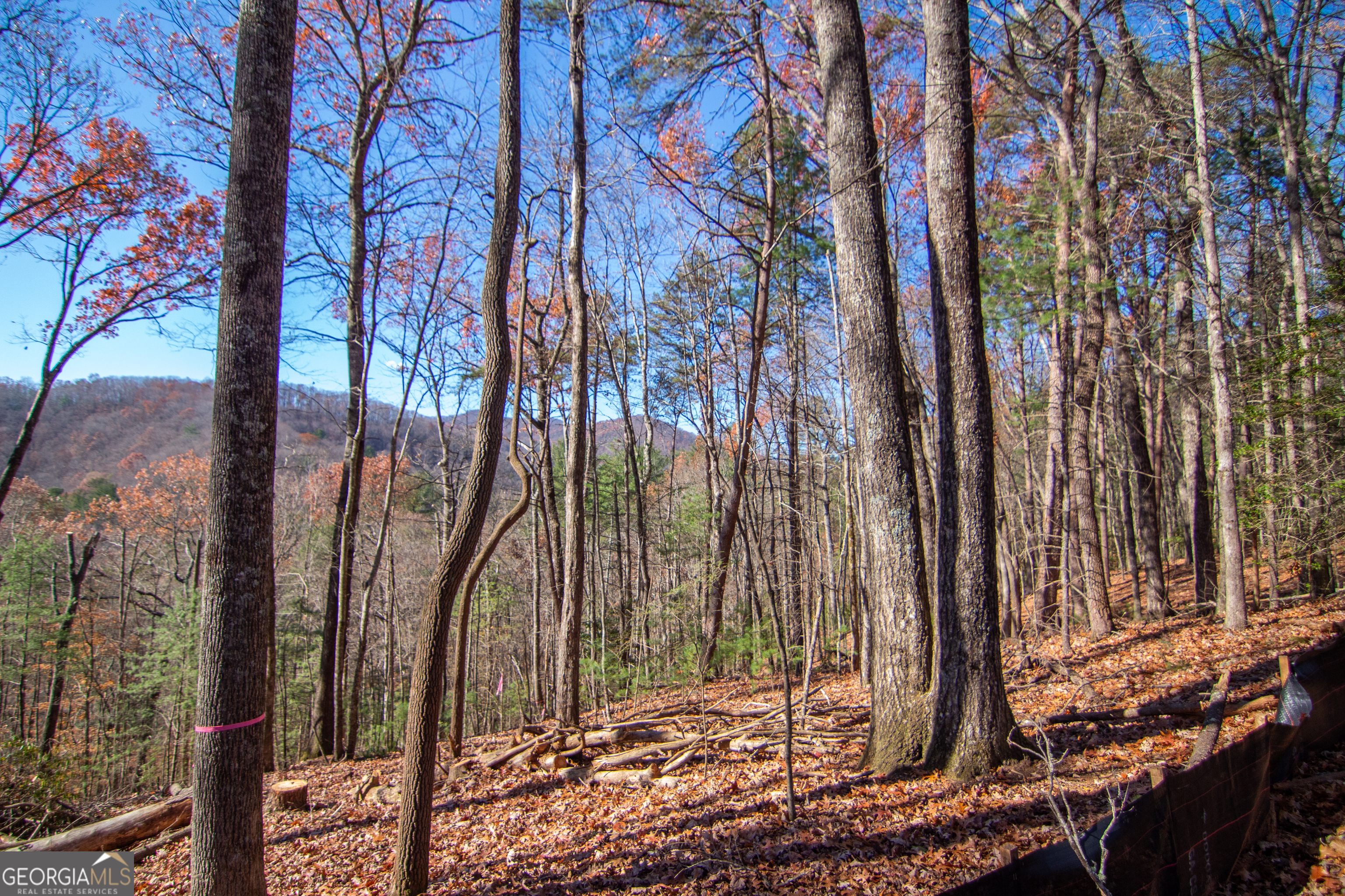 5 Clay's Way Cherry Log, GA 30522 - Photo 7 of 17 a view of a backyard of the house