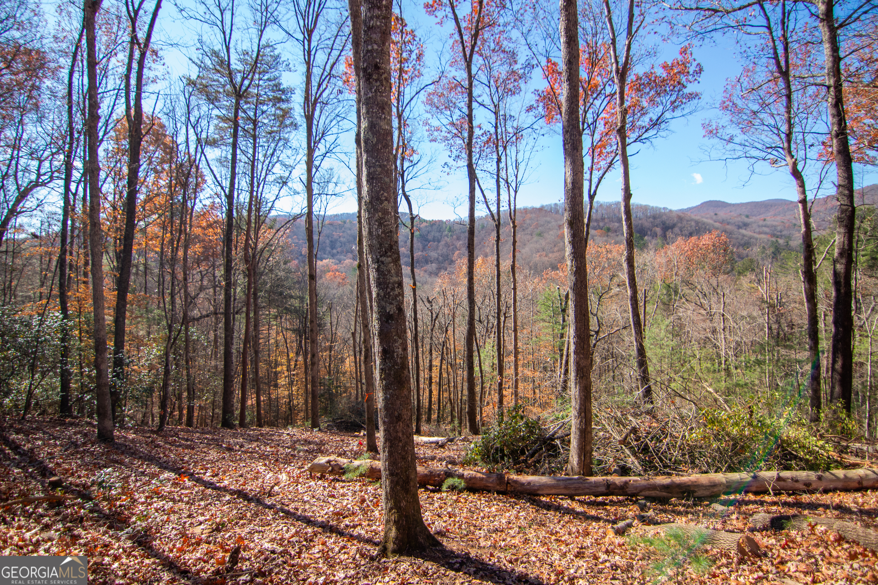 5 Clay's Way Cherry Log, GA 30522 - Photo 9 of 17 a view of a tree in front of a house