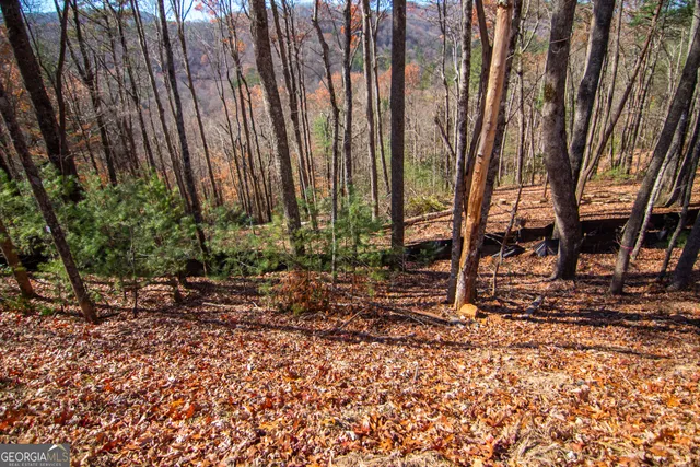 a view of a backyard with large trees