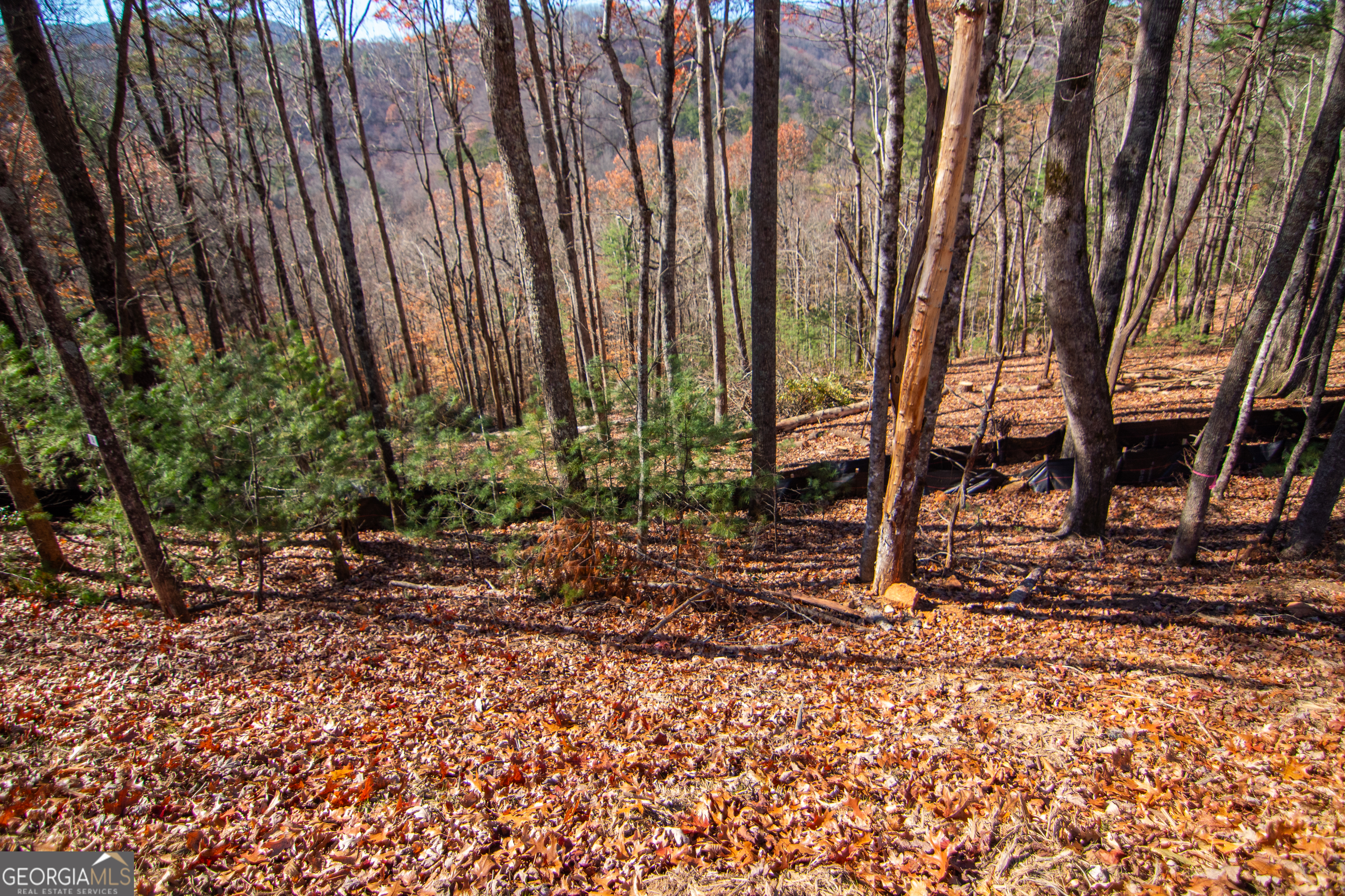 5 Clay's Way Cherry Log, GA 30522 - Photo 10 of 17 a backyard of a house with lots of green space