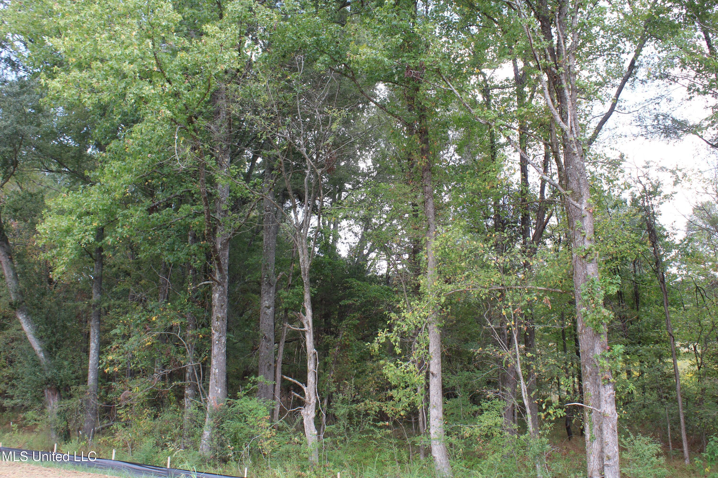 18 Hickory Hollow Road Coldwater, MS 38618 - Photo 37 of 70 IMG_6597