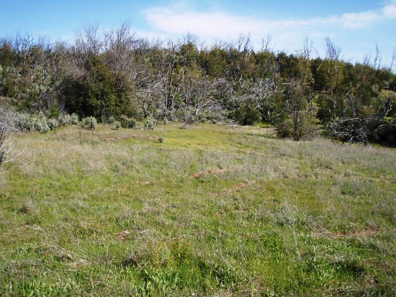 Cleared area