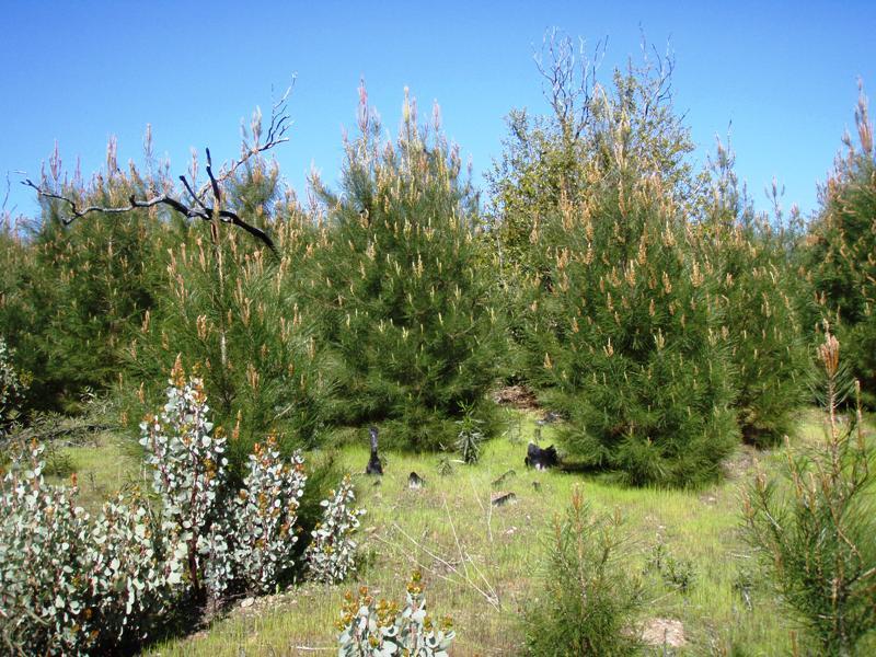 Trees