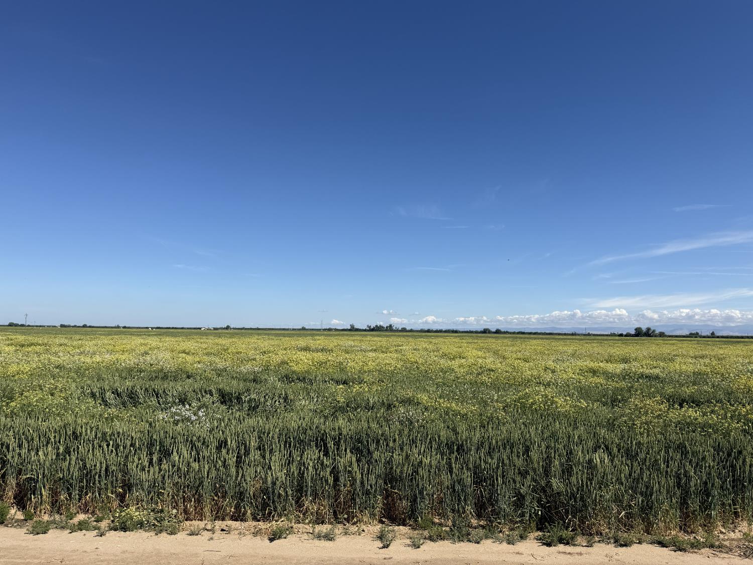 8841 Cross Road Chowchilla, CA 93610 - Photo 11 of 20 a view of an ocean from a yard