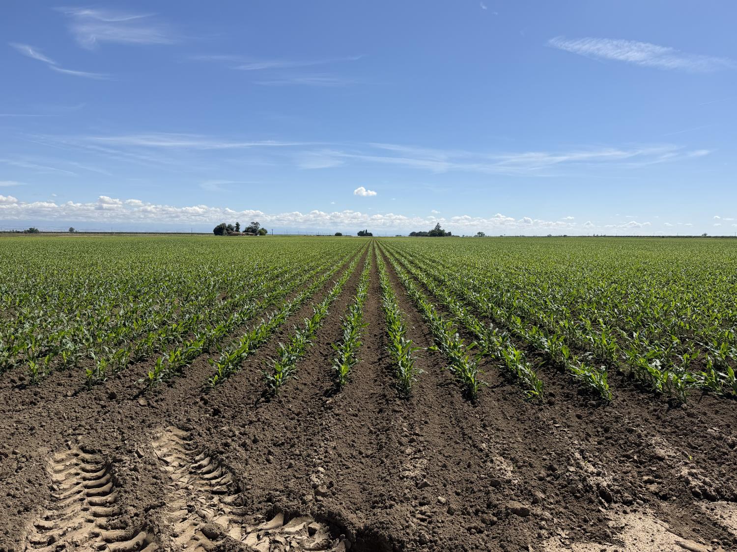 8841 Cross Road Chowchilla, CA 93610 - Photo 14 of 20 a view of a field with an trees