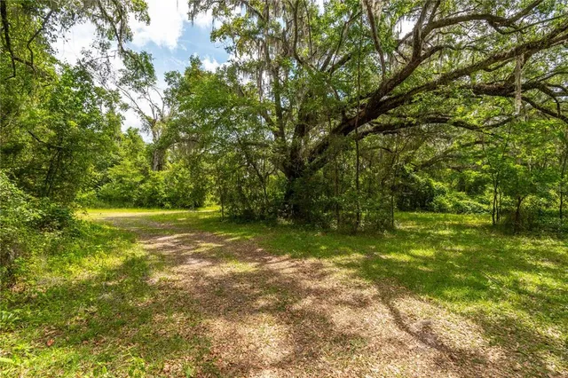 a view of a yard with a tree