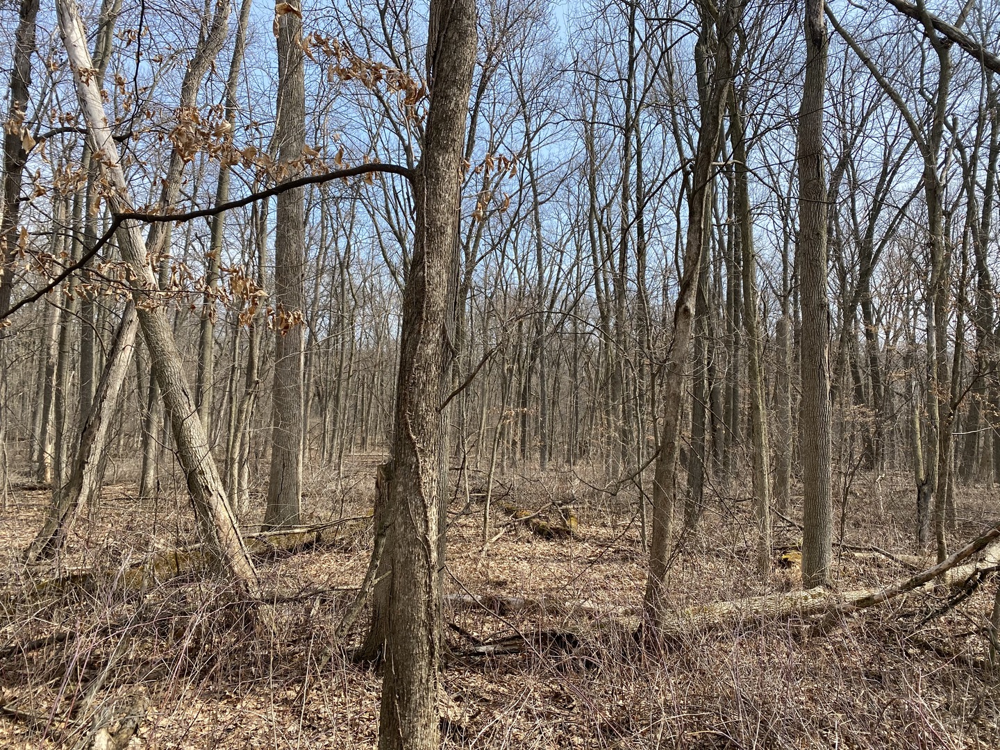 1108 Oakview Lane Genoa, IL 60135 - Photo 7 of 13