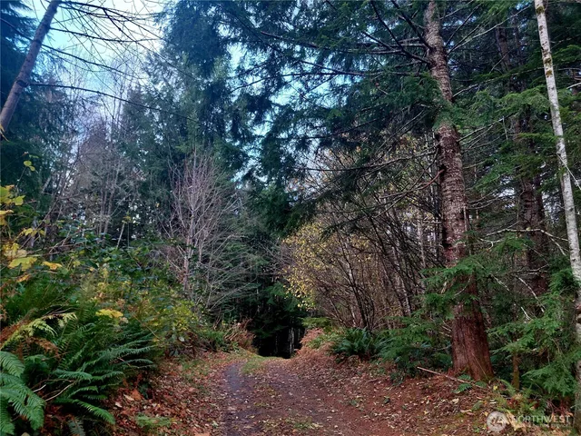 a view of a forest with large trees