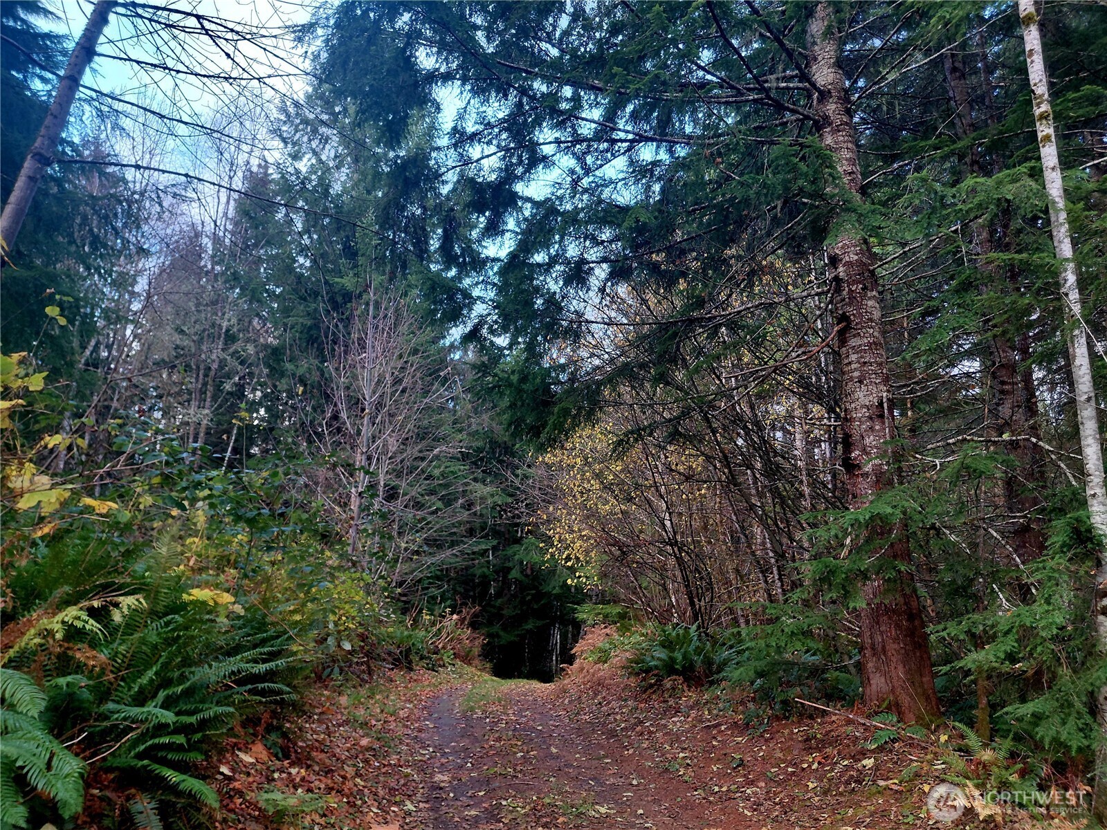 a view of a forest with large trees