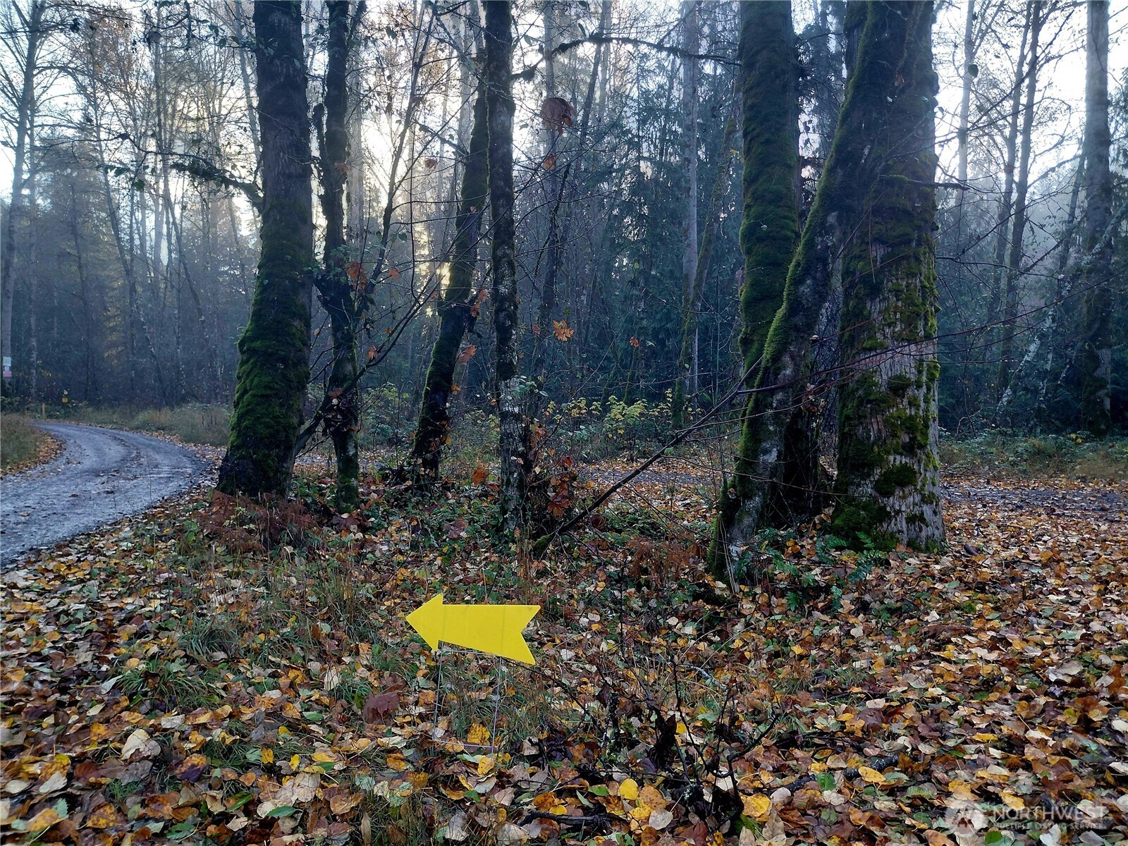 9 Old Barn Road Randle, WA 98377 - Photo 12 of 14 a view of a backyard with swimming pool