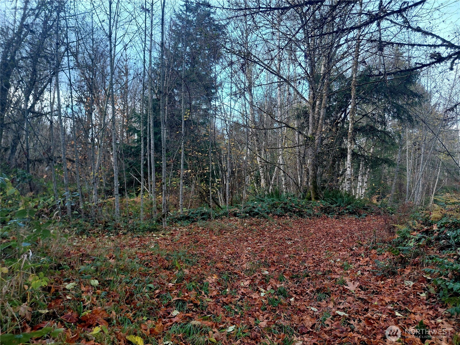 9 Old Barn Road Randle, WA 98377 - Photo 2 of 14 a view of a backyard