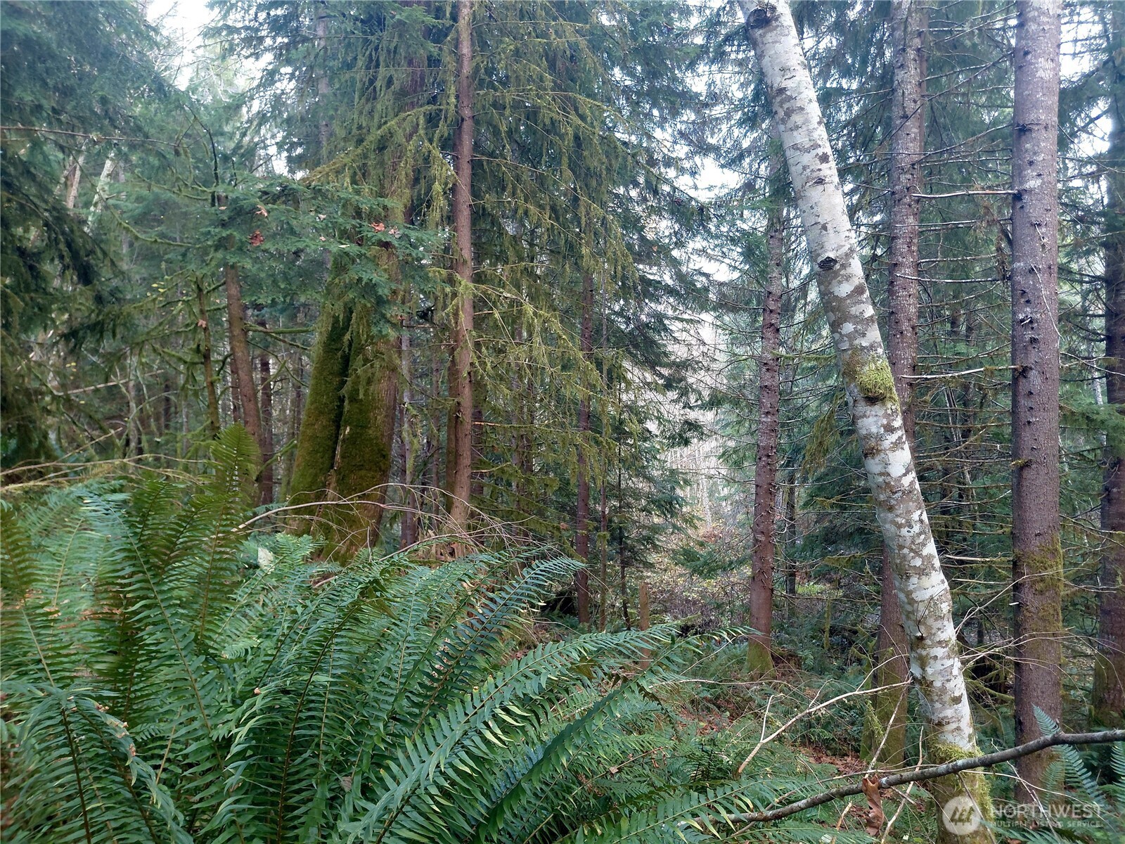 9 Old Barn Road Randle, WA 98377 - Photo 3 of 14 a view of a forest filled with lots of trees