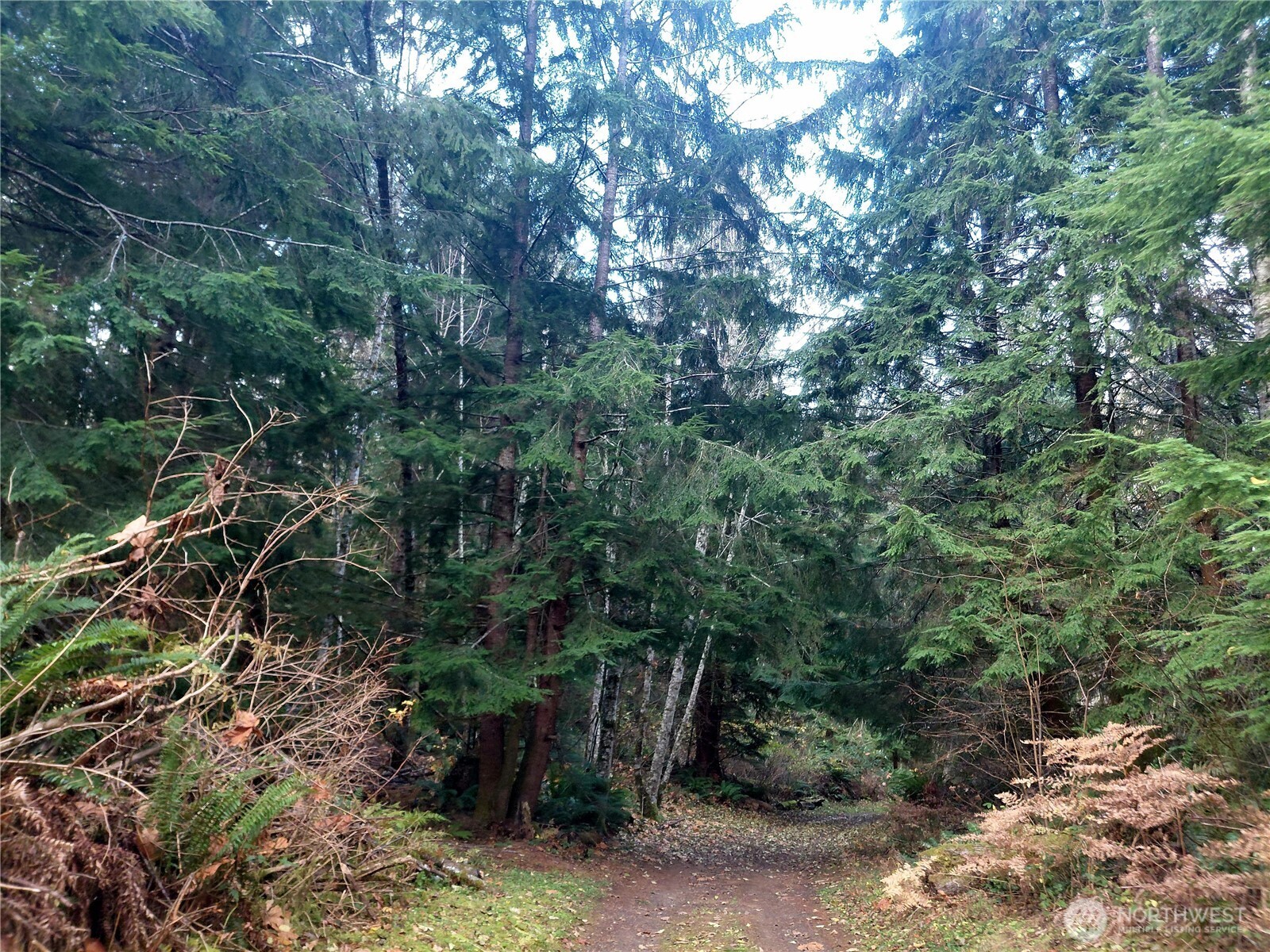 9 Old Barn Road Randle, WA 98377 - Photo 4 of 14 a backyard of a house with lots of trees