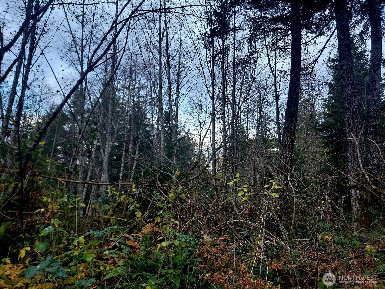 9 Old Barn Road Randle, WA 98377 - Photo 5 of 14