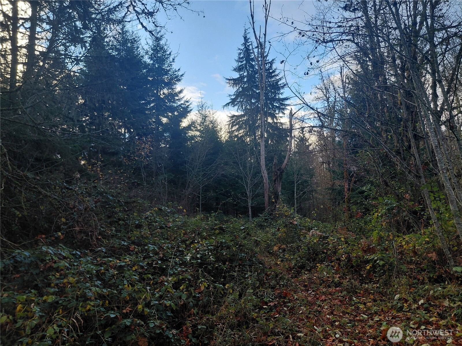 9 Old Barn Road Randle, WA 98377 - Photo 6 of 14 a view of forest