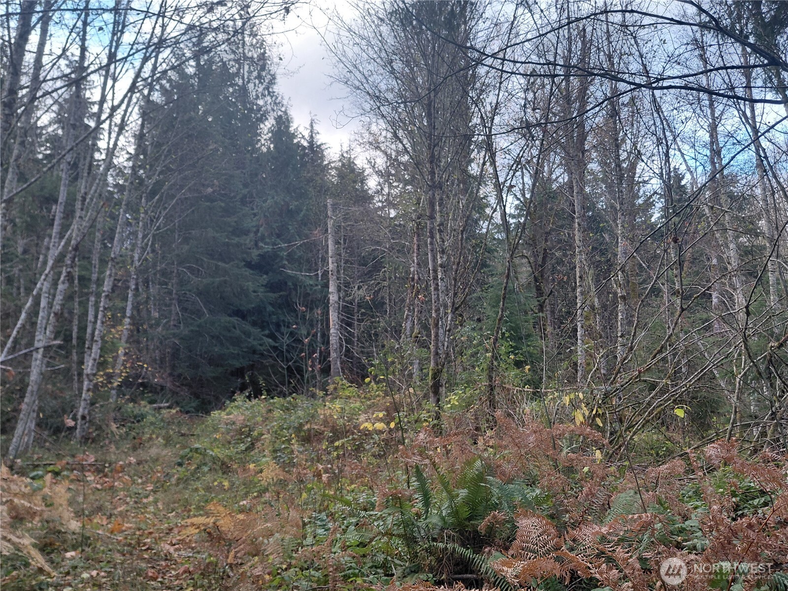 9 Old Barn Road Randle, WA 98377 - Photo 8 of 14 a view of a forest with trees