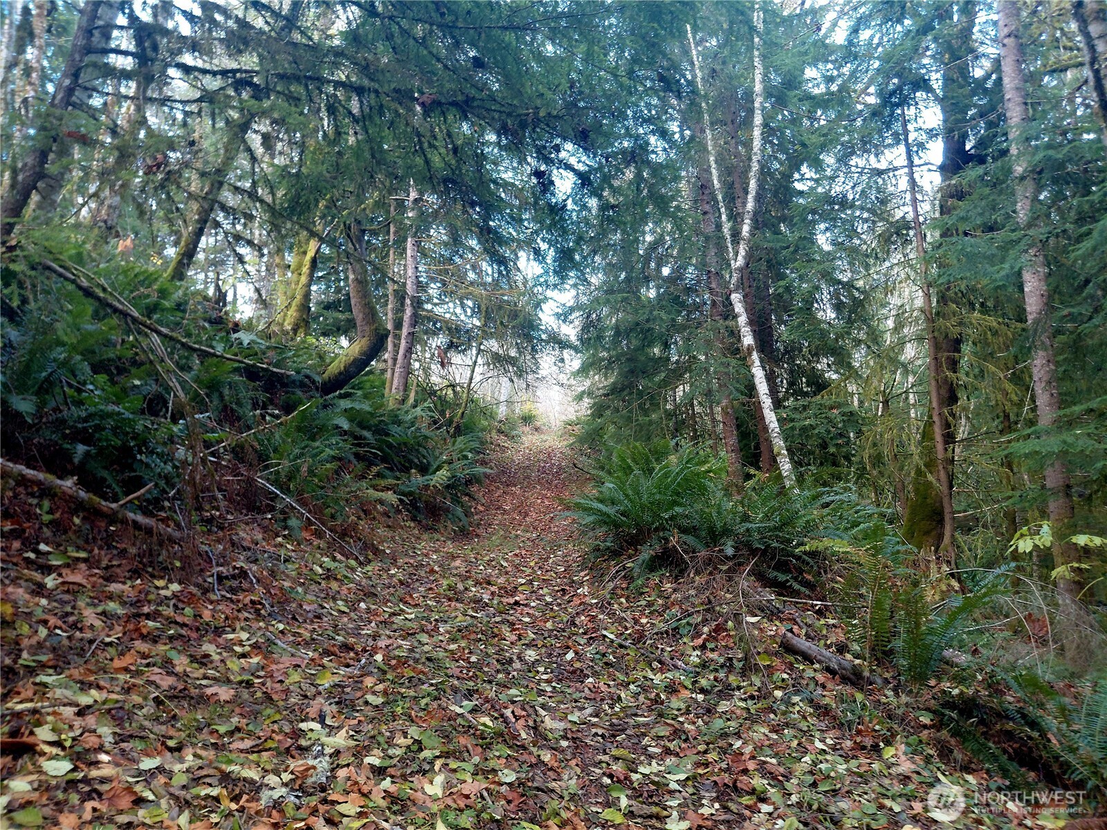 9 Old Barn Road Randle, WA 98377 - Photo 9 of 14 a view of a plants and trees in a yard