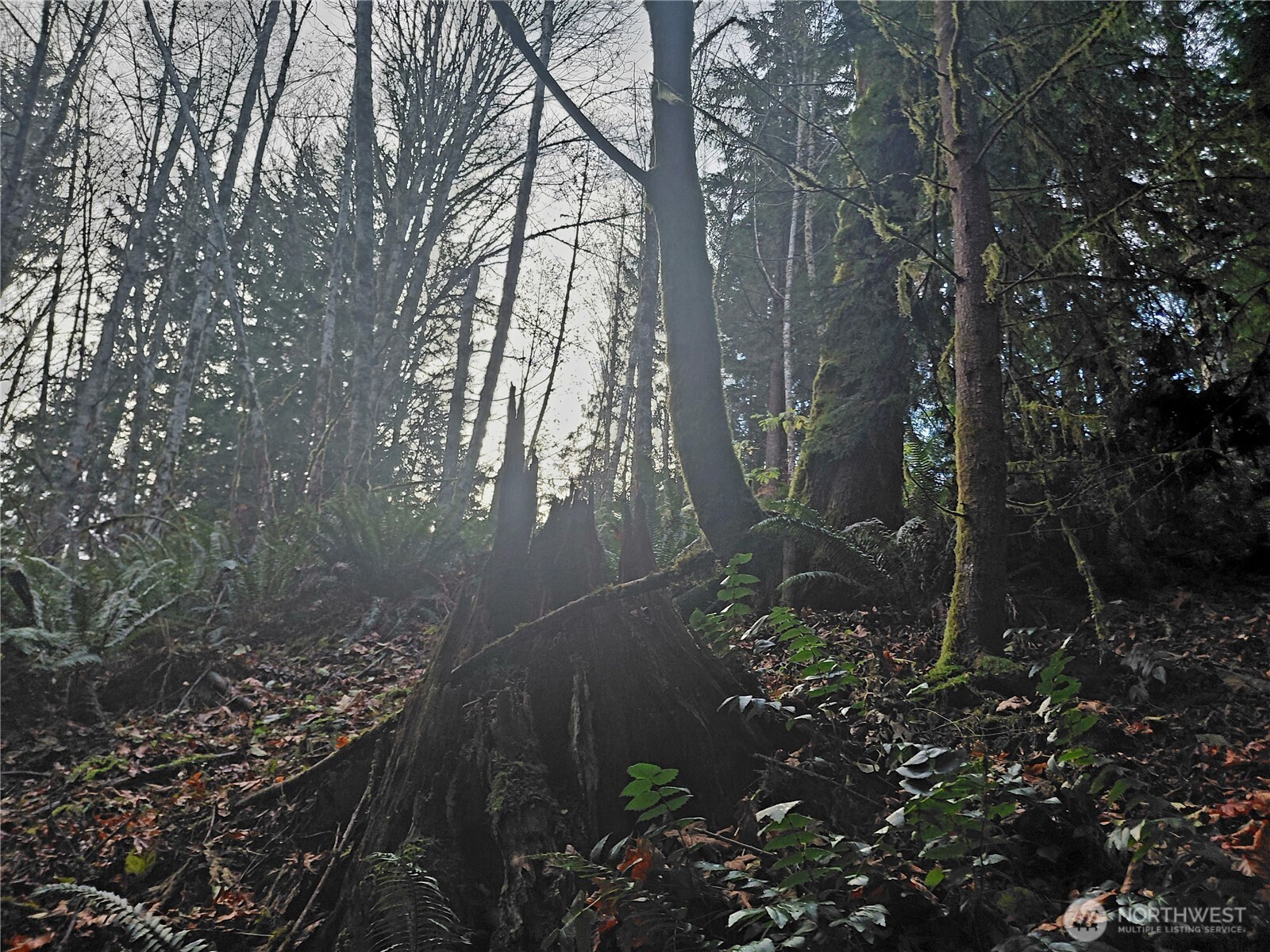 9 Old Barn Road Randle, WA 98377 - Photo 10 of 14 a backyard of a house with lots of green space