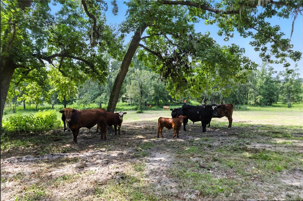 36641 Blanton Road Dade City, FL 33523 - Photo 45 of 76 a view of a yard in the forest
