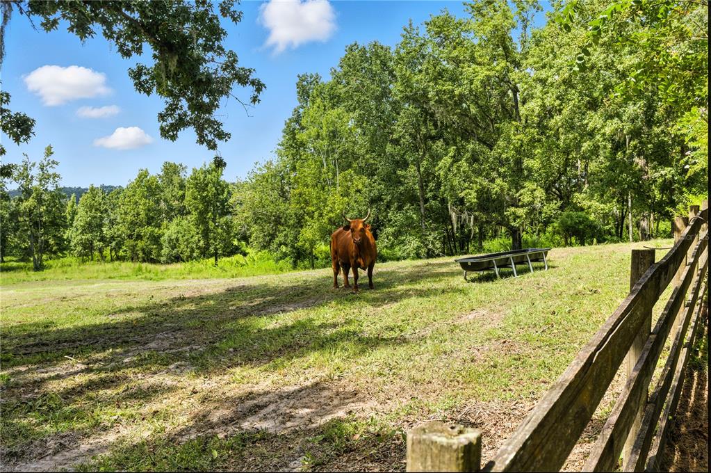 36641 Blanton Road Dade City, FL 33523 - Photo 46 of 76 a view of a yard with a tree
