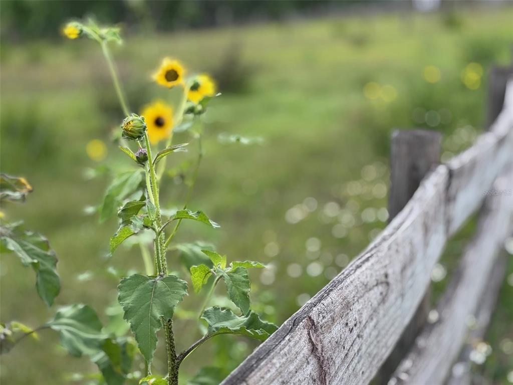 36641 Blanton Road Dade City, FL 33523 - Photo 53 of 76 a close up of a plant in a garden