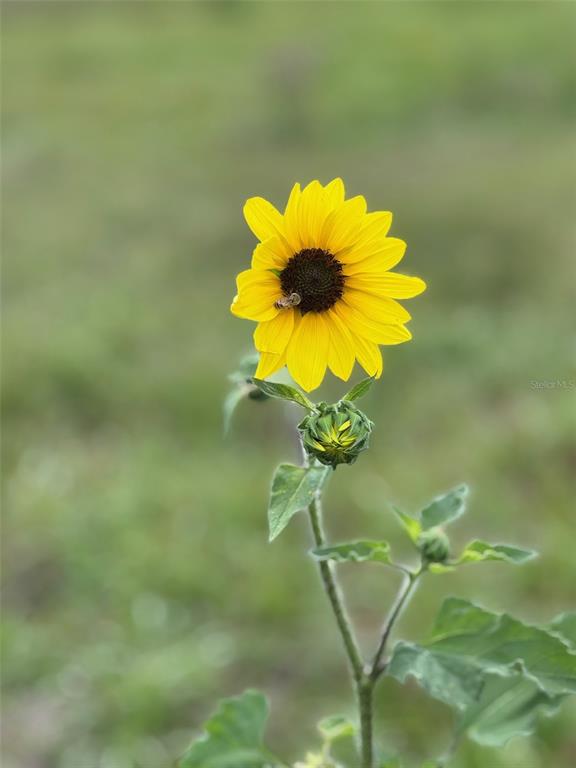 36641 Blanton Road Dade City, FL 33523 - Photo 54 of 76