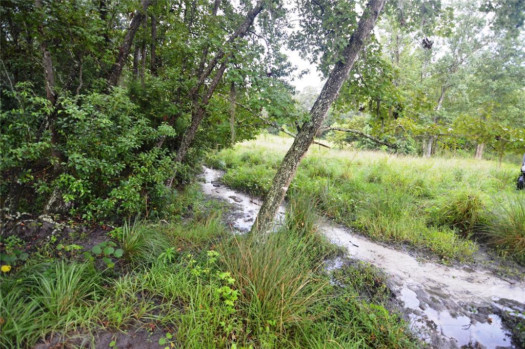 36641 Blanton Road Dade City, FL 33523 - Photo 66 of 76 a view of a lush green forest