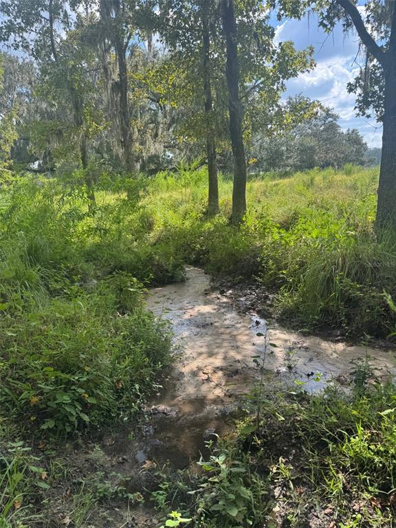 36641 Blanton Road Dade City, FL 33523 - Photo 68 of 76 a view of a yard with plants and a large tree