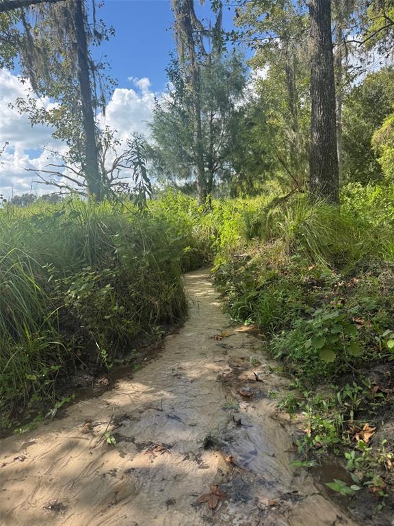 36641 Blanton Road Dade City, FL 33523 - Photo 70 of 76 a view of a pathway both side of yard