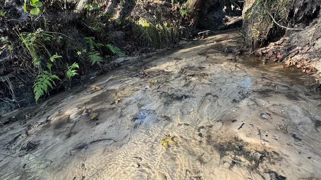 36641 Blanton Road Dade City, FL 33523 - Photo 72 of 76 a view of a yard with plants and trees