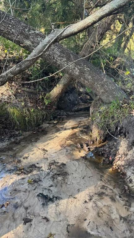 36641 Blanton Road Dade City, FL 33523 - Photo 73 of 76 a view of a yard with a tree