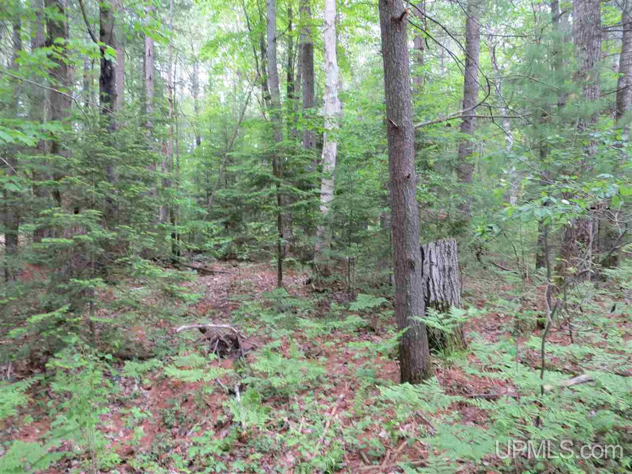 Tbd Ramsdam Road Manistique, MI 49854 - Photo 10 of 21 Gallery Image 10