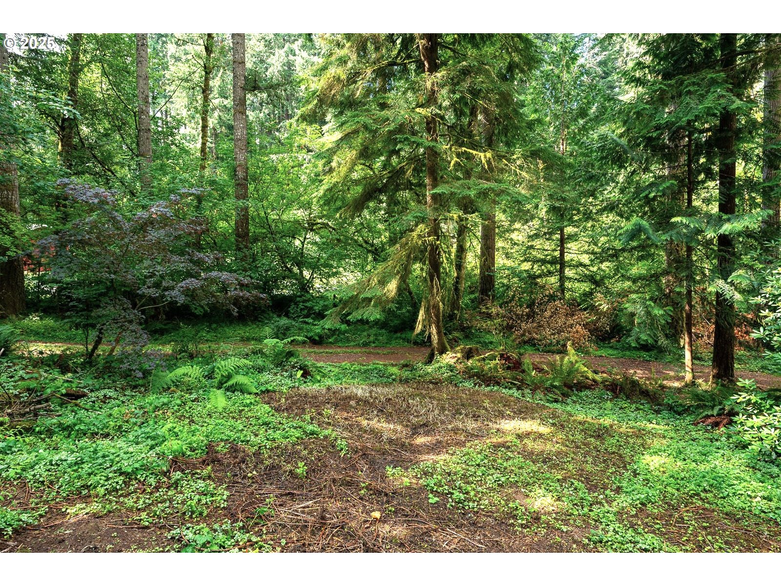 18335 Southeast 370th Avenue Sandy, OR 97055 - Photo 24 of 42 a view of a lush green forest