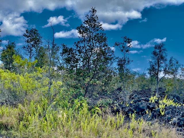 92-1080 Rd To The Sea Ocean View, HI 96704 - Photo 18 of 28 a view of a flower in a garden