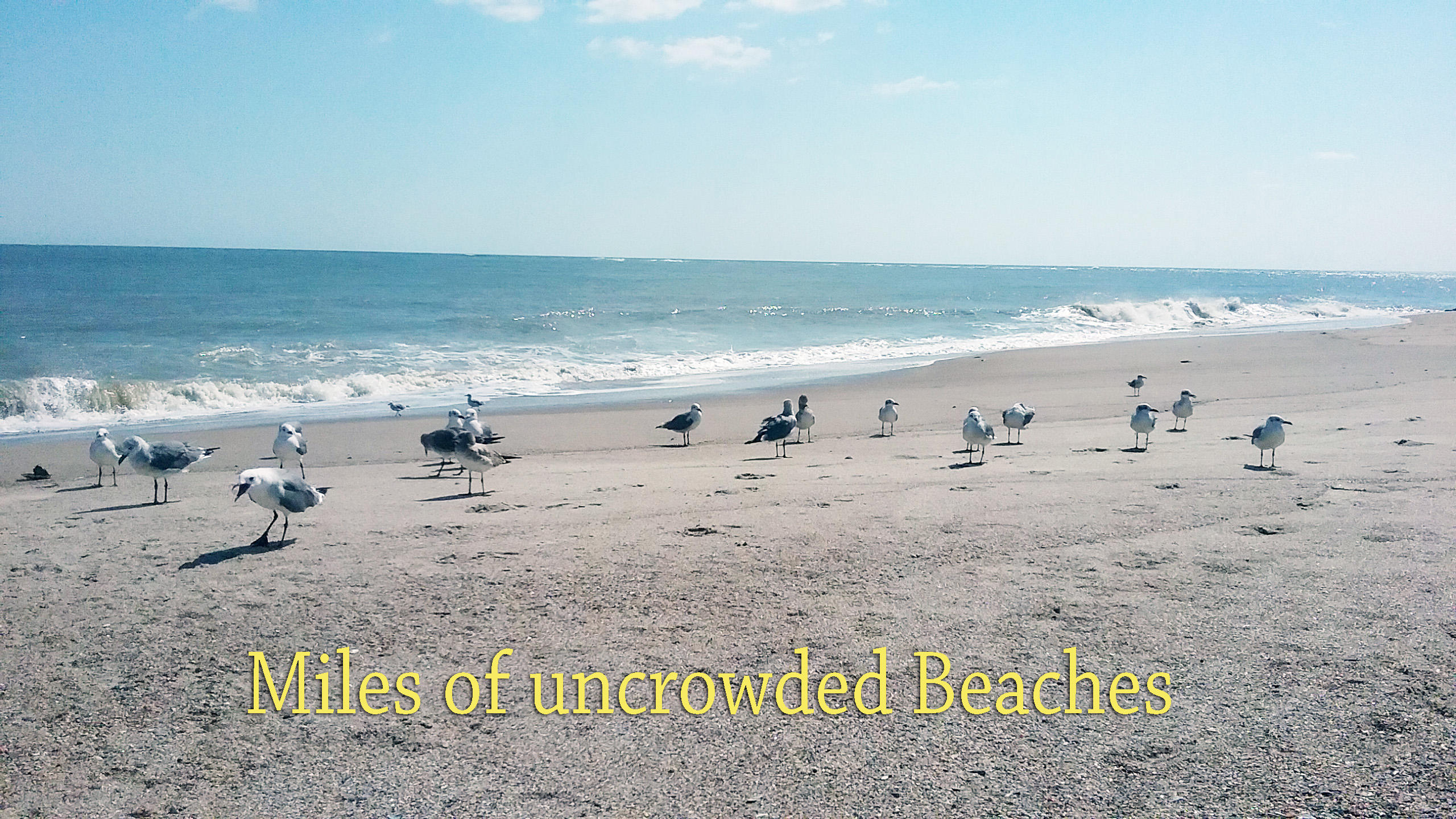 520 Oristo Ridge, Unit B Edisto Beach, SC 29438 - Photo 32 of 33 Birds on the Beach 9-17-17
