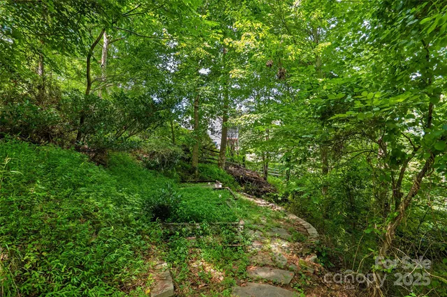 a view of a lush green forest