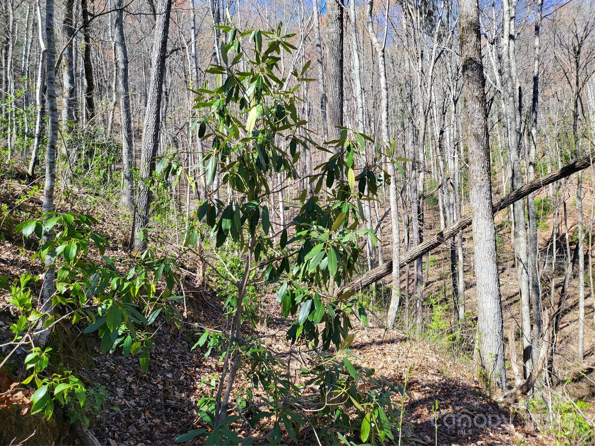 14-16 Huffman Creek Road Robbinsville, NC 28771 - Photo 4 of 14