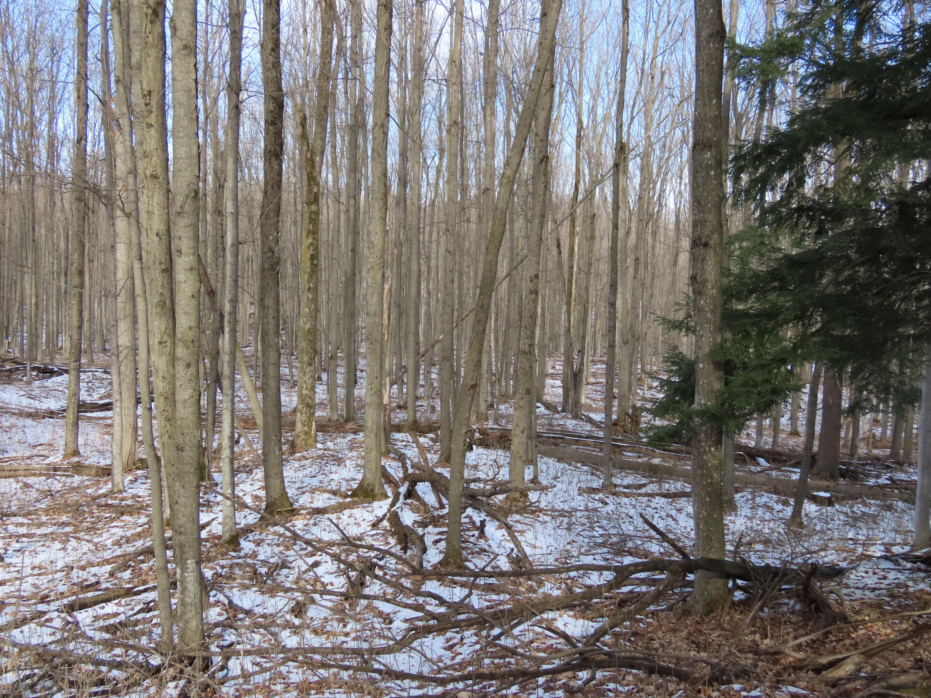 12700 Secrist Road Atlanta, MI 49709 - Photo 25 of 32 Gallery Image 25