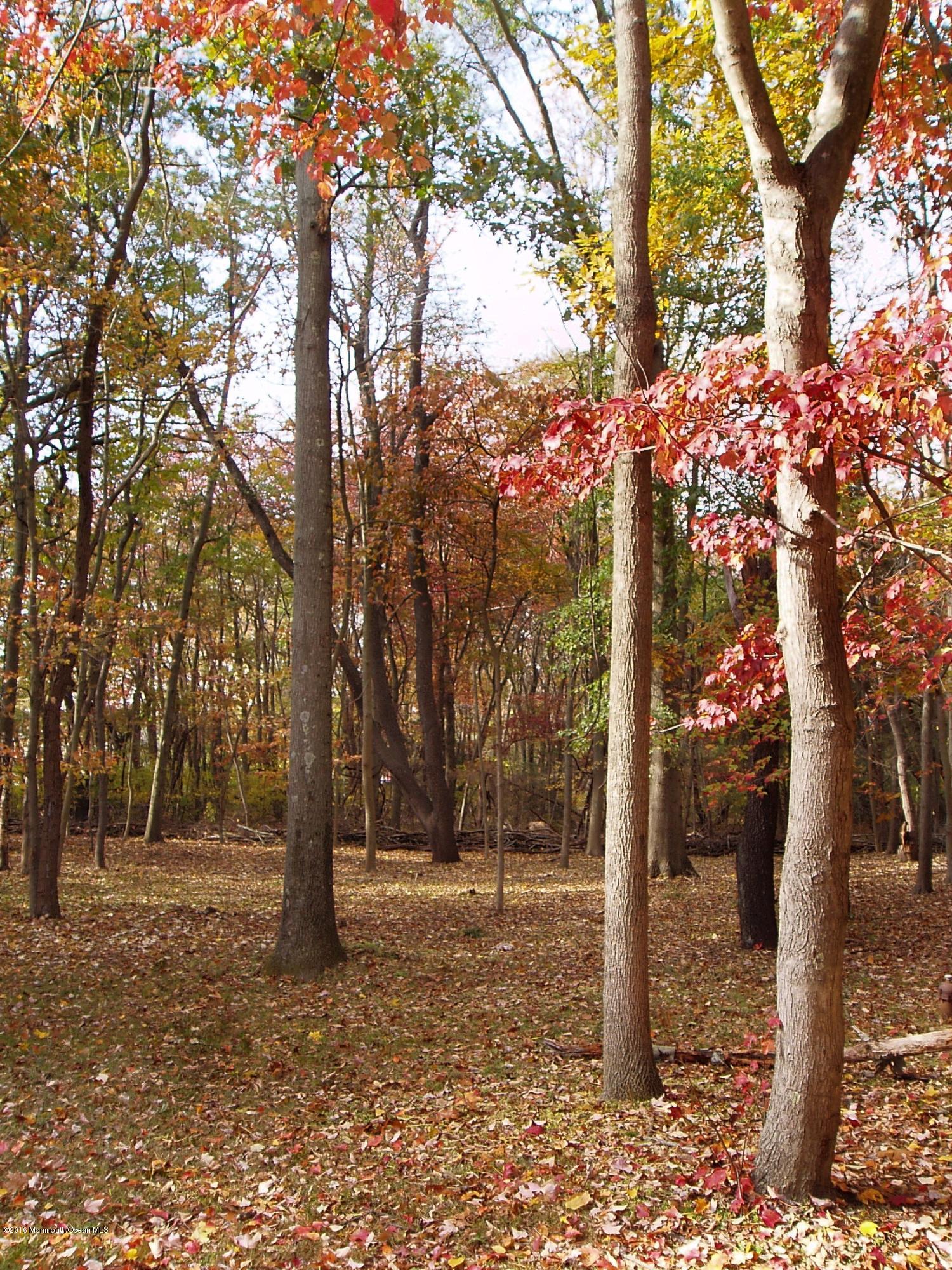 55 Creamery Road Colts Neck, NJ 07722 - Photo 3 of 24 PB080008 Wooded Lot