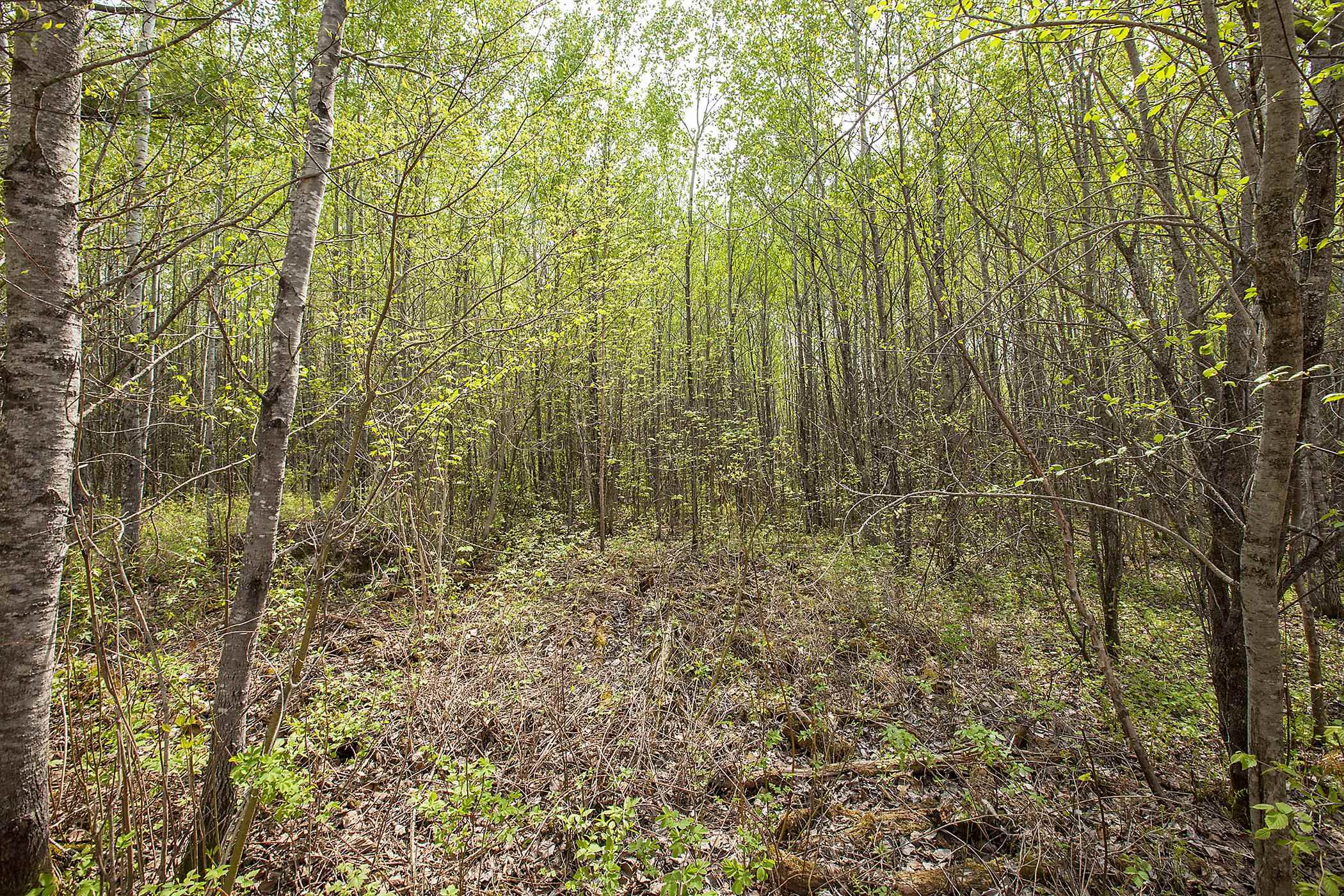 Tbd Lot 5 Tbd Lane Ely, MN 55731 - Photo 8 of 8