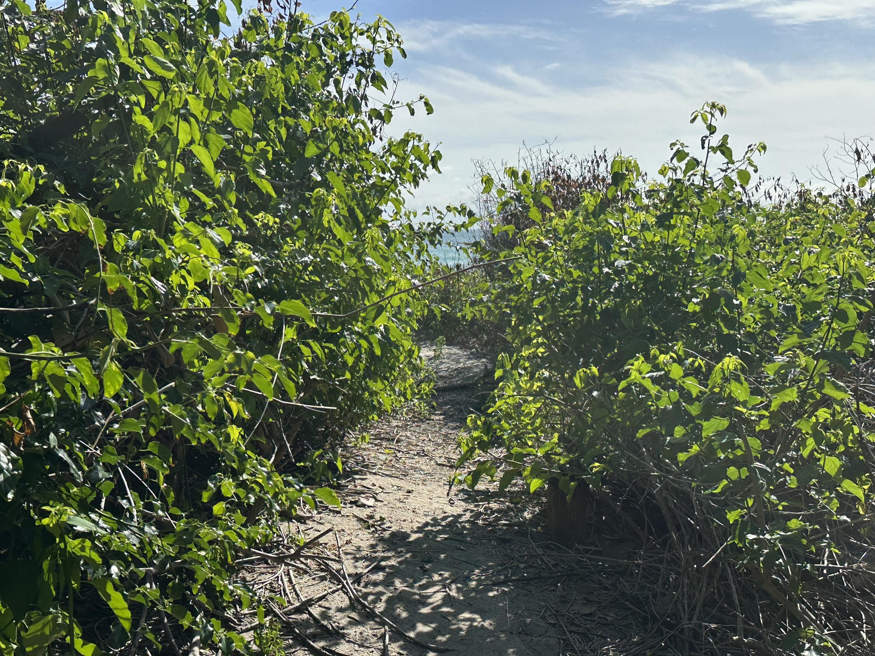 4200 North Surf Road Hollywood, FL 33019 - Photo 32 of 33 a backyard of a house