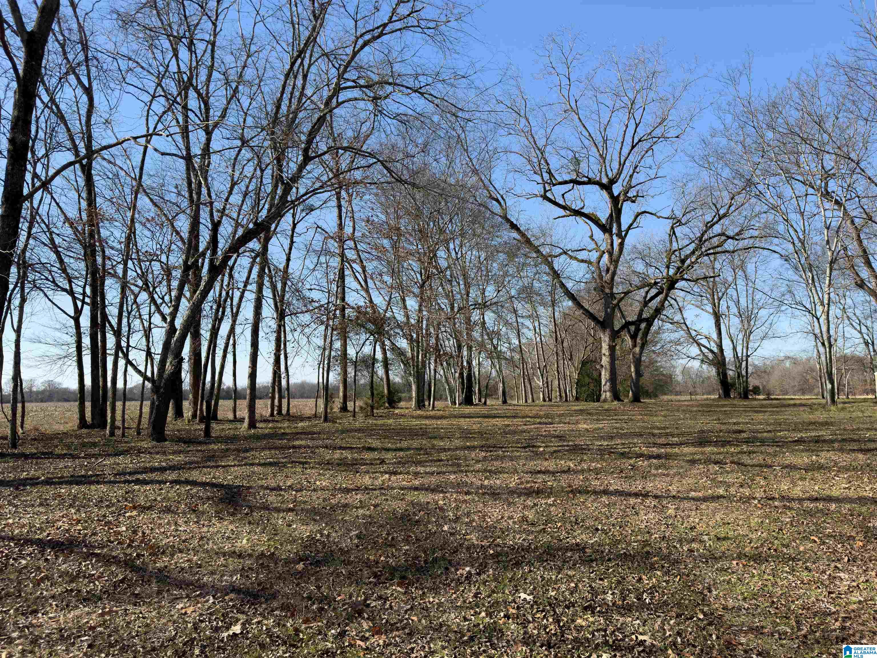 4366 County Road 45 Marion Junction, AL 36759 - Photo 33 of 41