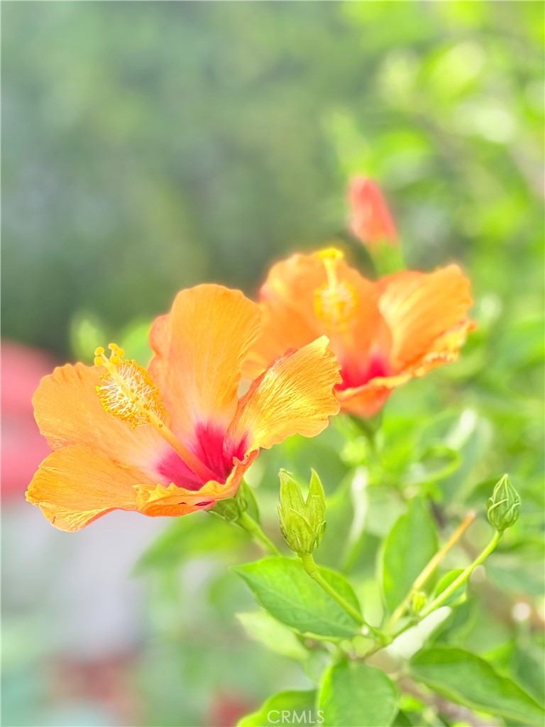 22141 Comanche Road Lake Forest, CA 92630 - Photo 42 of 50