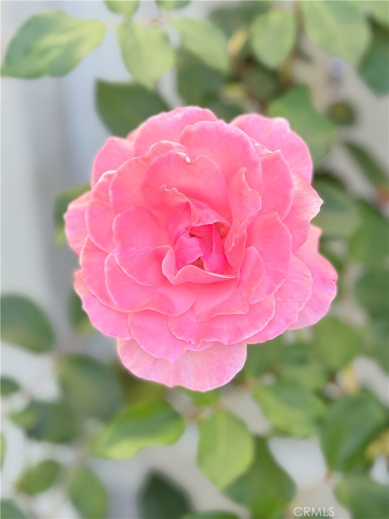 22141 Comanche Road Lake Forest, CA 92630 - Photo 44 of 50