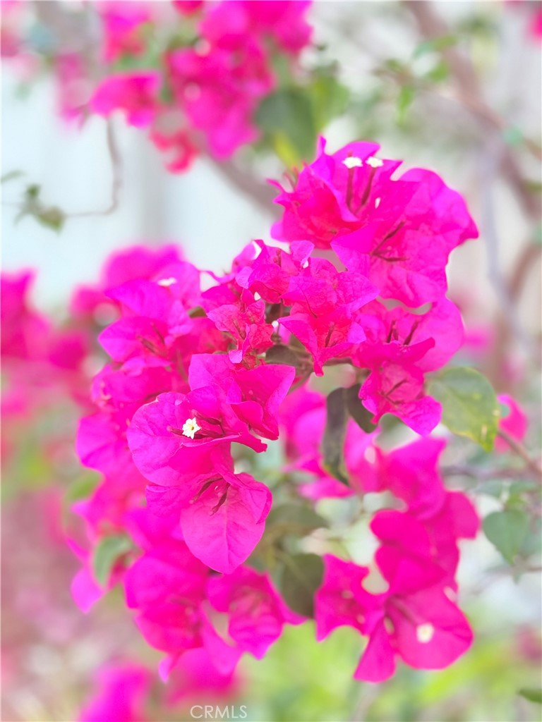 22141 Comanche Road Lake Forest, CA 92630 - Photo 47 of 50