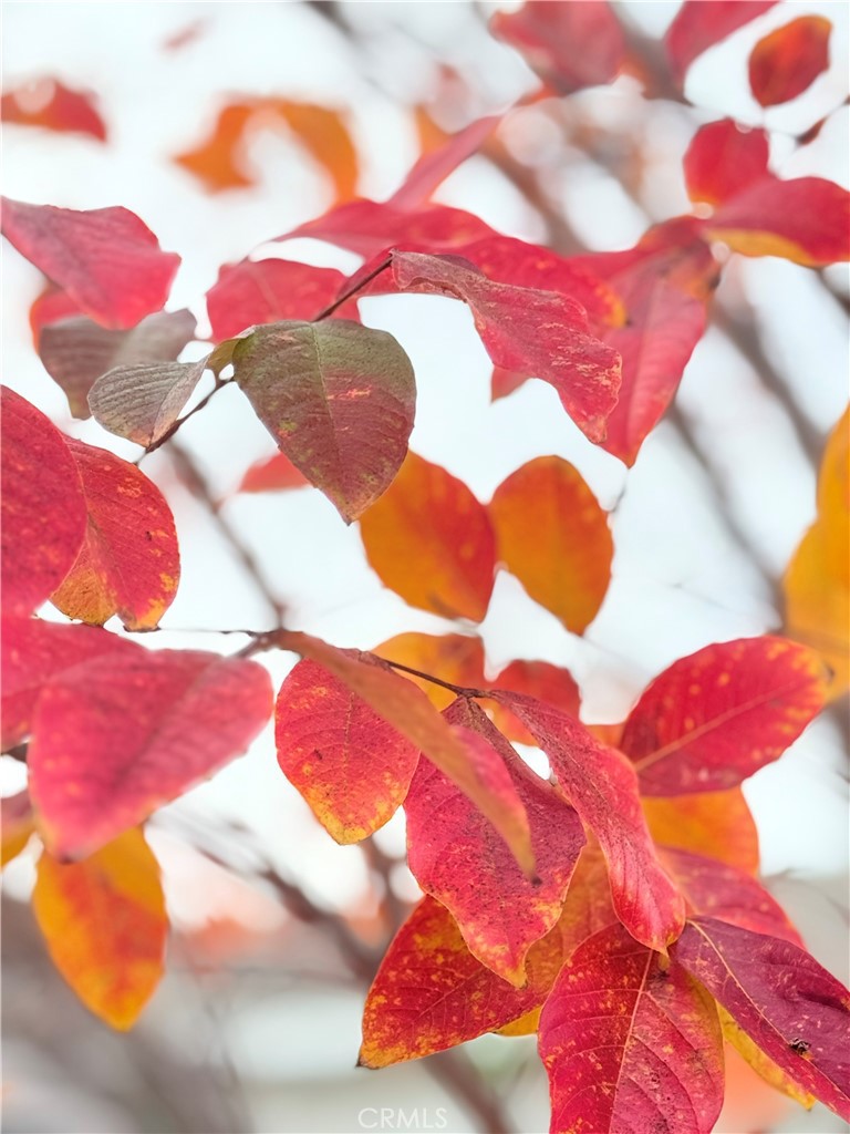 22141 Comanche Road Lake Forest, CA 92630 - Photo 49 of 50