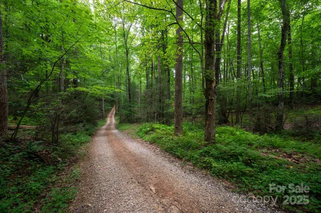 a view of a park with large trees