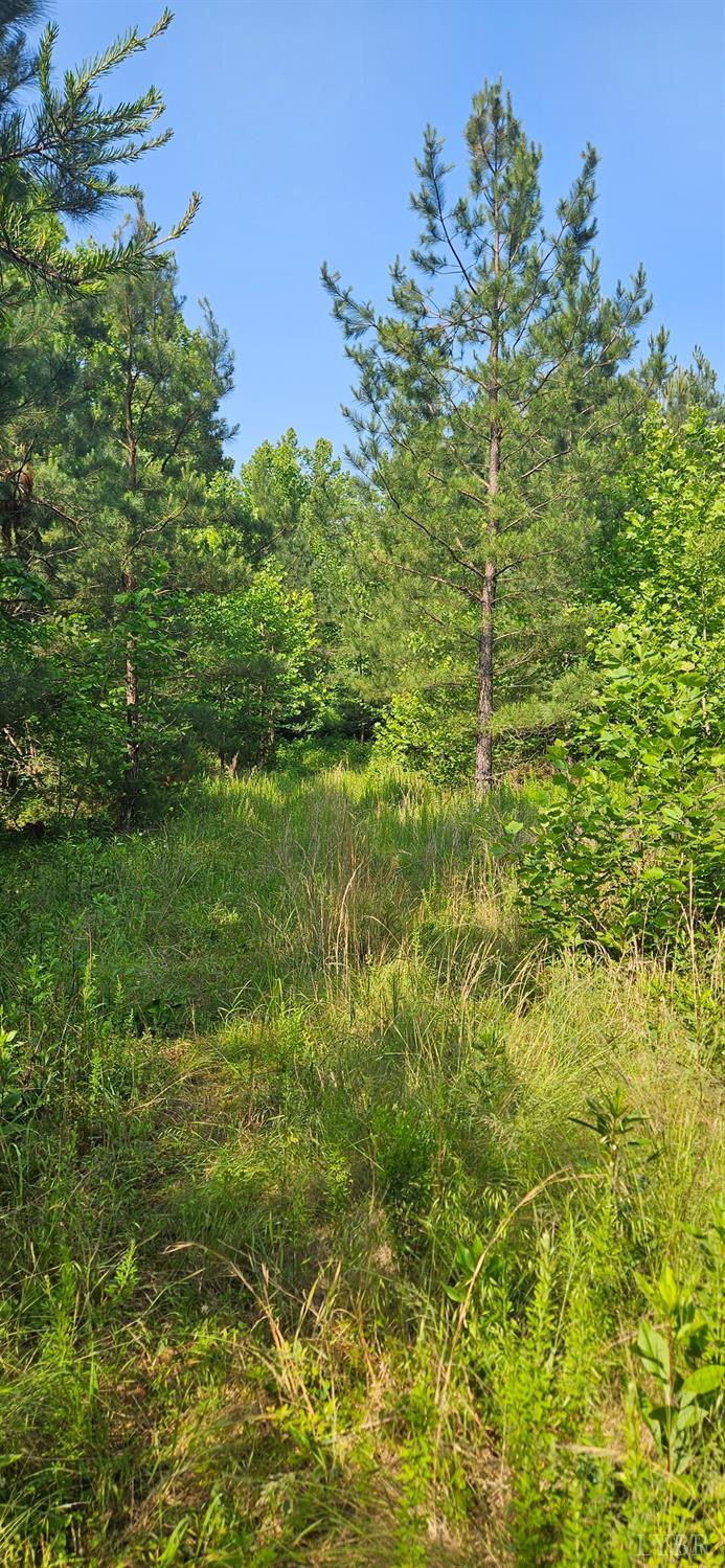 0 Earley Farm Road Madison Heights, VA 24572 - Photo 5 of 7