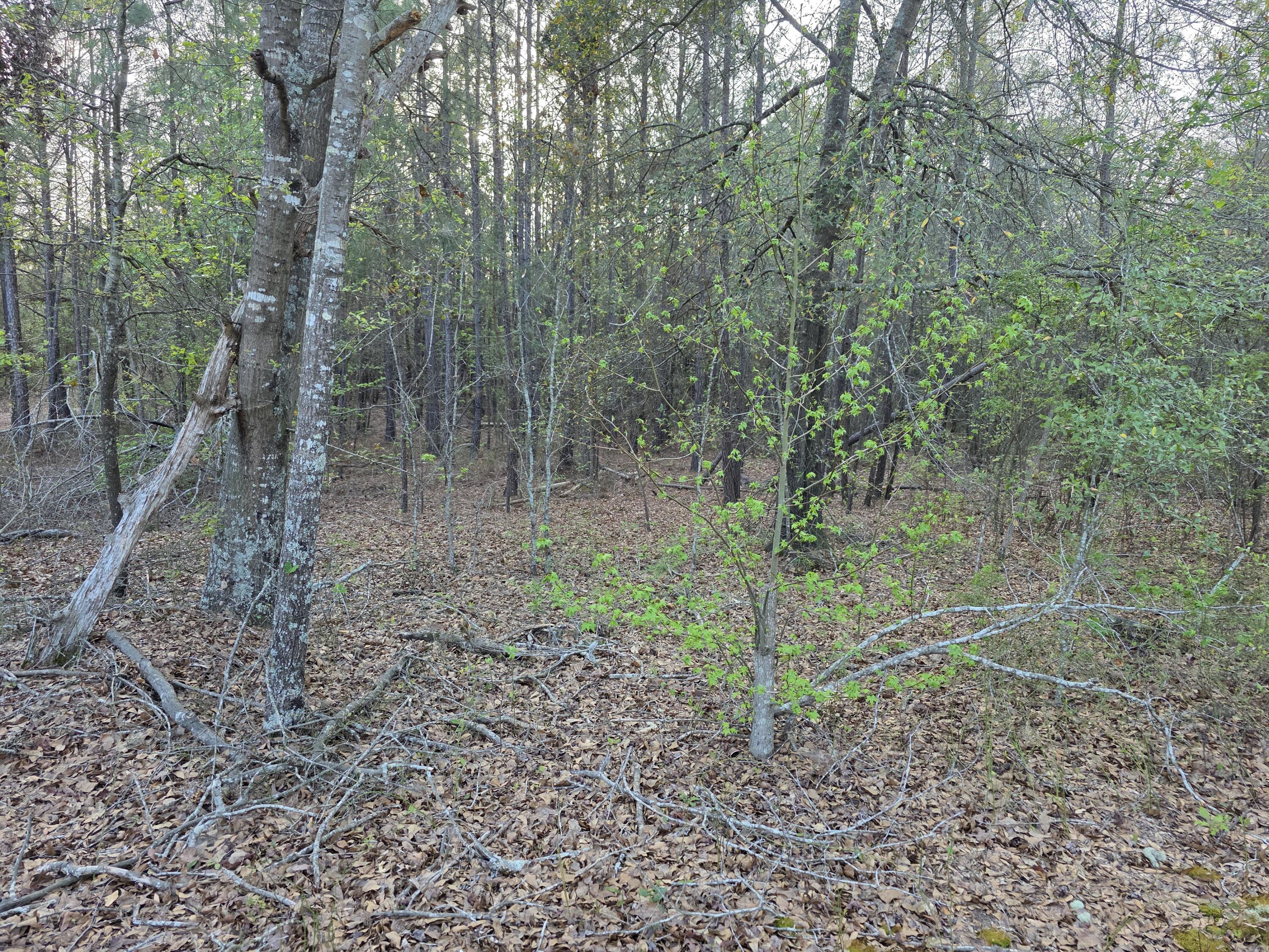 2797 Raborn Road Hephzibah, GA 30815 - Photo 6 of 21 1000014534