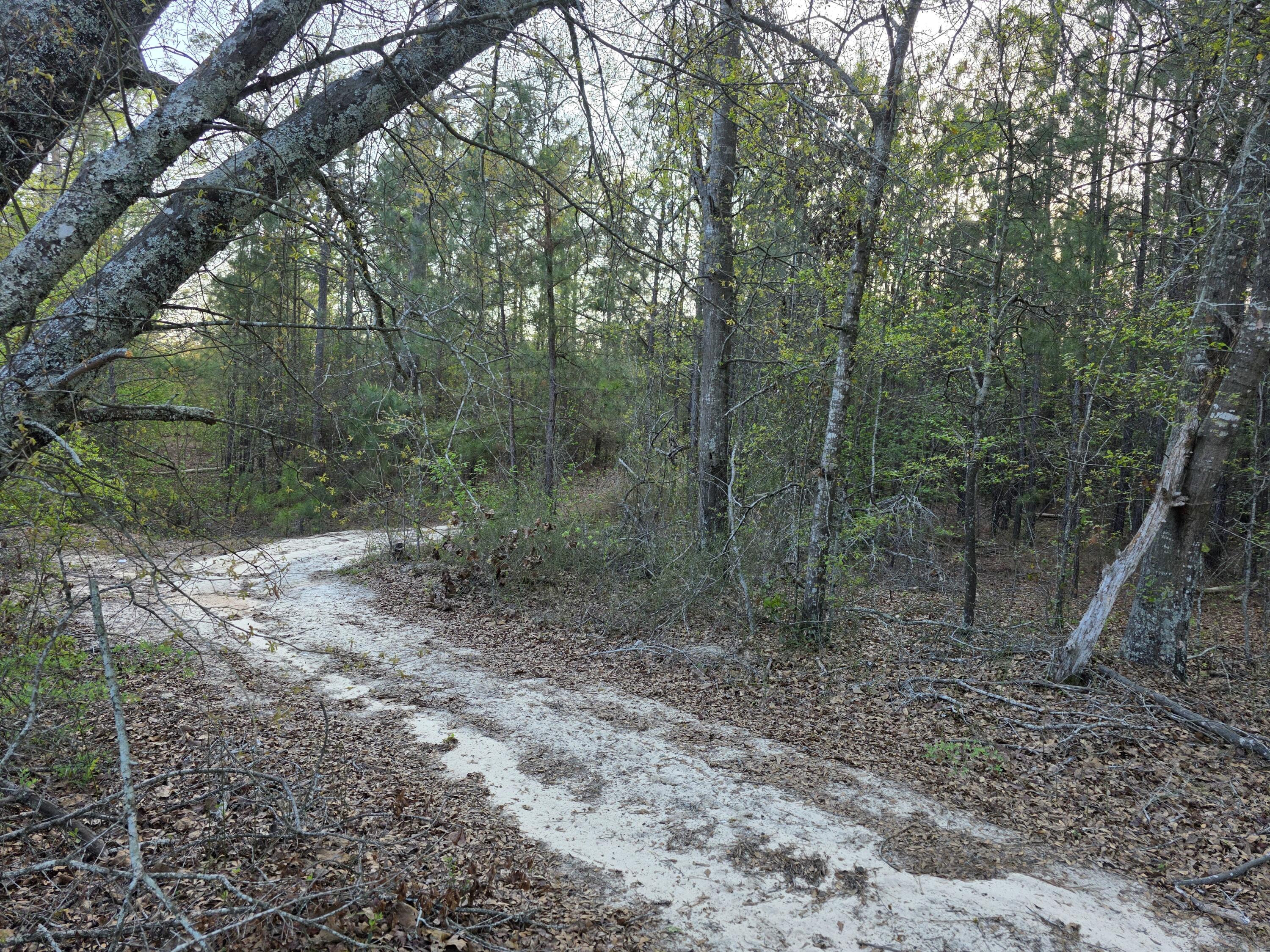 2797 Raborn Road Hephzibah, GA 30815 - Photo 7 of 21 1000014532